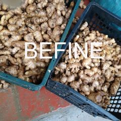 Tinh dầu thiên nhiên Befine Ginger  Essential - Gừng phòng cảm lạnh, hỗ trợ tiêu hóa, tan mỡ