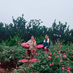 Nước Hoa Hồng Befine giúp cân bằng độ ẩm cho da, se lỗ chân lông, sáng mịn.