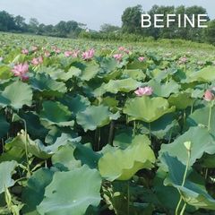 Nước Hoa Sen Befine giúp cân bằng độ ẩm cho da, dịu nhẹ và thư giãn tươi mát.