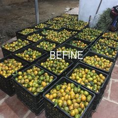  Tinh dầu thiên nhiên Befine Tangerine Essential - Quýt giảm trầm cảm, mất ngủ, thư giãn tinh thần