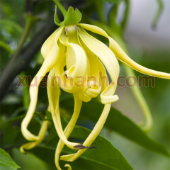 Tinh dầu Ylang Ylang ngọc lan tây an thần, chống trầm cảm 10ml 